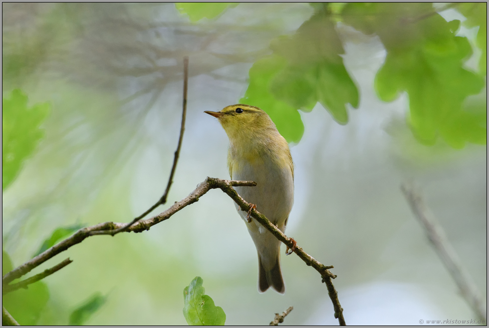 hoch oben im Blätterdach... Waldlaubsänger *Phylloscopus sibilatrix*