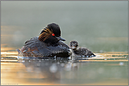 im Licht der Sonne... Schwarzhalstaucher *Podiceps nigricollis*