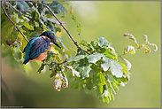 zwischen Eichenlaub... Eisvogel *Alcedo atthis*