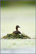 auf dem Nest... Zwergtaucher *Tachybaptus ruficollis*