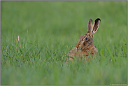 ganz gemütlich... Feldhase *Lepus europaeus*