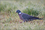 auf taunasser Wiese... Ringeltaube *Columba palumbus*