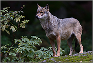 angeschlagen... Grauer Wolf *Canis lupus*