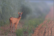 frühmorgens im Feld... Rehbock *Capreolus capreolus*