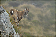 Jungtier unterwegs... Alpensteinbock *Capra ibex*