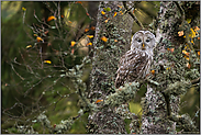 im Flechtenbaum... Habichtskauz *Strix uralensis*