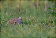 ins Gras gedrückt... Rebhuhn *Perdix perdix*
