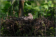 für einen Moment... Sperber *Accipiter nisus*