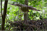 take off... Sperber *Accipiter nisus*