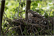 Brutvogel... Sperber *Accipiter nisus*