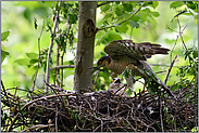 gemeinsam am Nistplatz... Sperber *Accipiter nisus*