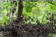 eindringlicher Blick... Sperber *Accipiter nisus*