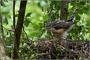 einmal durchstrecken... Sperber *Accipiter nisus*