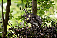 Gefiederpflege am Nistplatz... Sperber *Accipiter nisus*