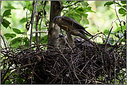 mit allen Tricks... Sperber *Accipiter nisus*