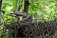 das Pärchen... Sperber *Accipiter nisus*