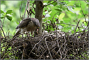 gelbe Füße... Sperber *Accipiter nisus*