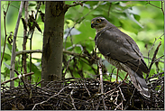 prüfender Blick... Sperber *Accipiter nisus*