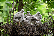 Jungvögel... Sperber *Accipiter nisus*