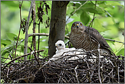 groß geworden... Sperber *Accipiter nisus*