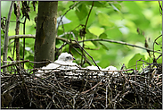 graue Augen... Sperbernestlinge *Accipiter nisus*