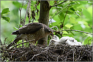 Greifvogelfütterung... Sperber *Accipiter nisus*