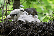 Fütterung... Sperber *Accipiter nisus*