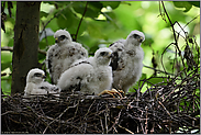 warten auf's Größerwerden... Sperber *Accipiter nisus*