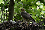 sichernder Blick... Sperber *Accipiter nisus*