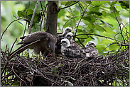 beim Zerkleinern der Beute... Sperber *Accipiter nisus*