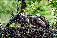 (fast) alle zusammen... Sperber *Accipiter nisus*