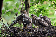 Groß und klein... Sperber *Accipiter nisus*