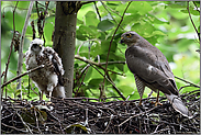 gegenüber gestellt... Sperber *Accipiter nisus*