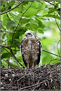 auf hohen Beinen... Sperber *Accipiter nisus*