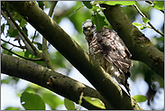 unsicherer Blick... Jungsperber *Accipiter nisus*