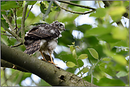 schwer zu erwischen... Jungsperber *Accipiter nisus*