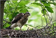 Beschwerden... Sperber *Accipiter nisus*