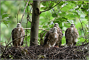 aufmerksam Blicke nach oben... Sperber *Accipiter nisus*