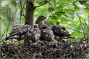 die große Fütterung... Sperber *Accipiter nisus*