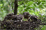 einer nach dem anderen... Sperber *Accipiter nisus*