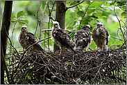 auf dem Sperberhorst... Sperber *Accipiter nisus*