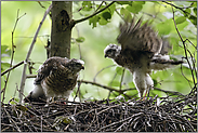 das Nest wird zunehmend leerer... Sperber *Accipiter nisus*