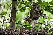 flügelschlagend... Sperber *Accipiter nisus*