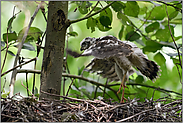 Flugübungen... Sperber *Accipiter nisus*