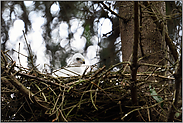 (fast) schneeweiß... Sperberküken *Accipiter nisus*