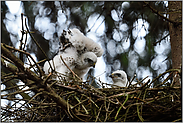 zwei Küken im Nest... Sperber *Accipiter nisus*