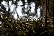 Männlein und Weiblein... Sperber *Accipiter nisus*