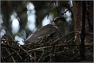 nach dem Regen... Sperber *Accipiter nisus*