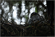 bei Regen... Sperber *Accipiter nisus*, Sperberweibchen auf dem Horst