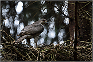 kleiner Vogel Greif... Sperber *Accipiter nisus*